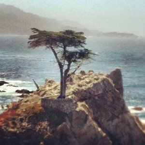 Big Sur Lone Cypress