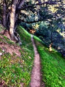 Beautiful PCT, just after being passed by race leader.